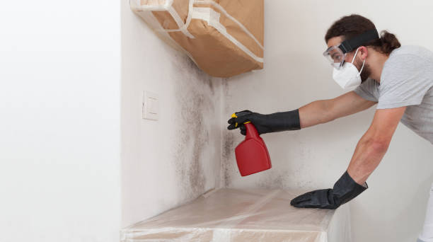 Professional Basement Mold Removal technician working in Waddell, AZ